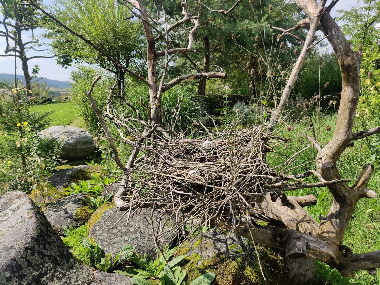 Ein Nest und Grüne Natur beim Greisinghof.